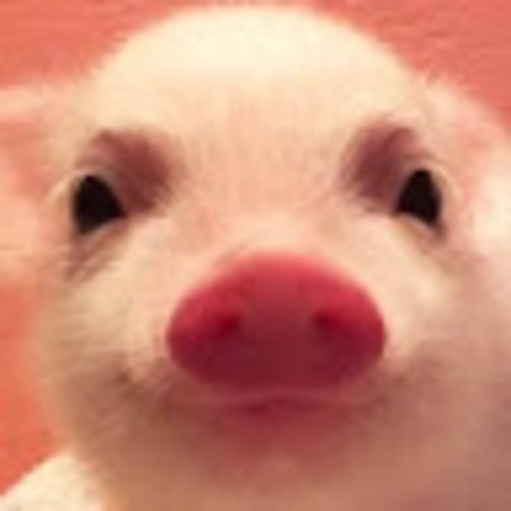 Meet your Posher, Siimplypiggy